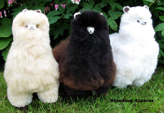 Standing Alpacas