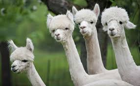 Alpaca Farm Tour